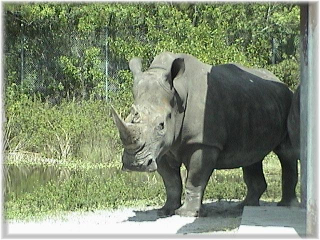 WHITE RHINOCEROS 0140